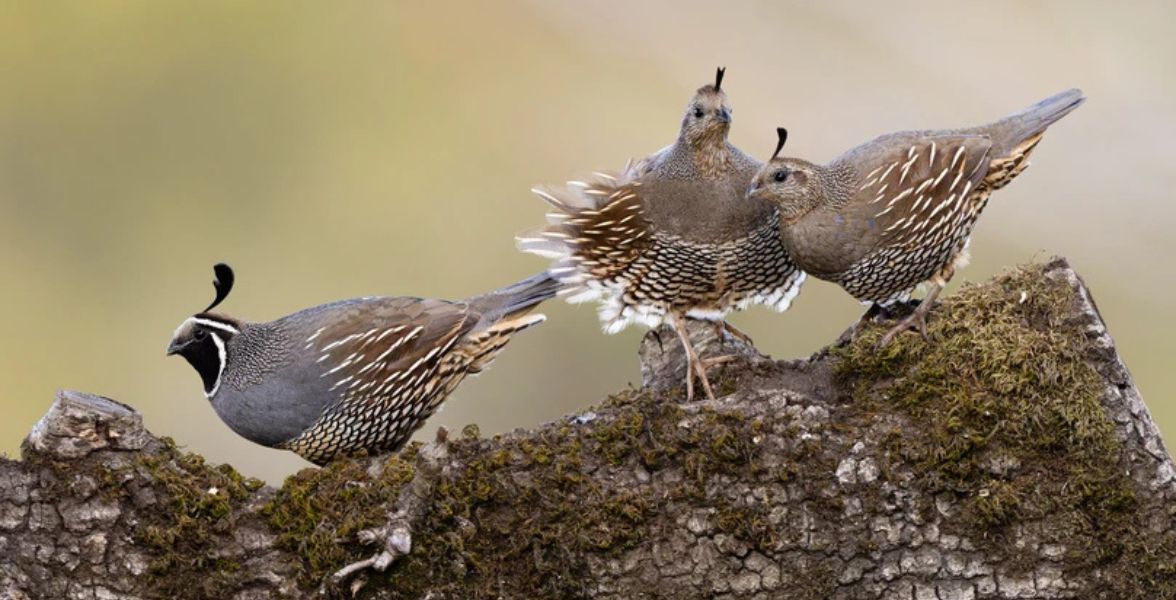 California Quail. Photo: Marti Phillips/Audubon Photography Awards.