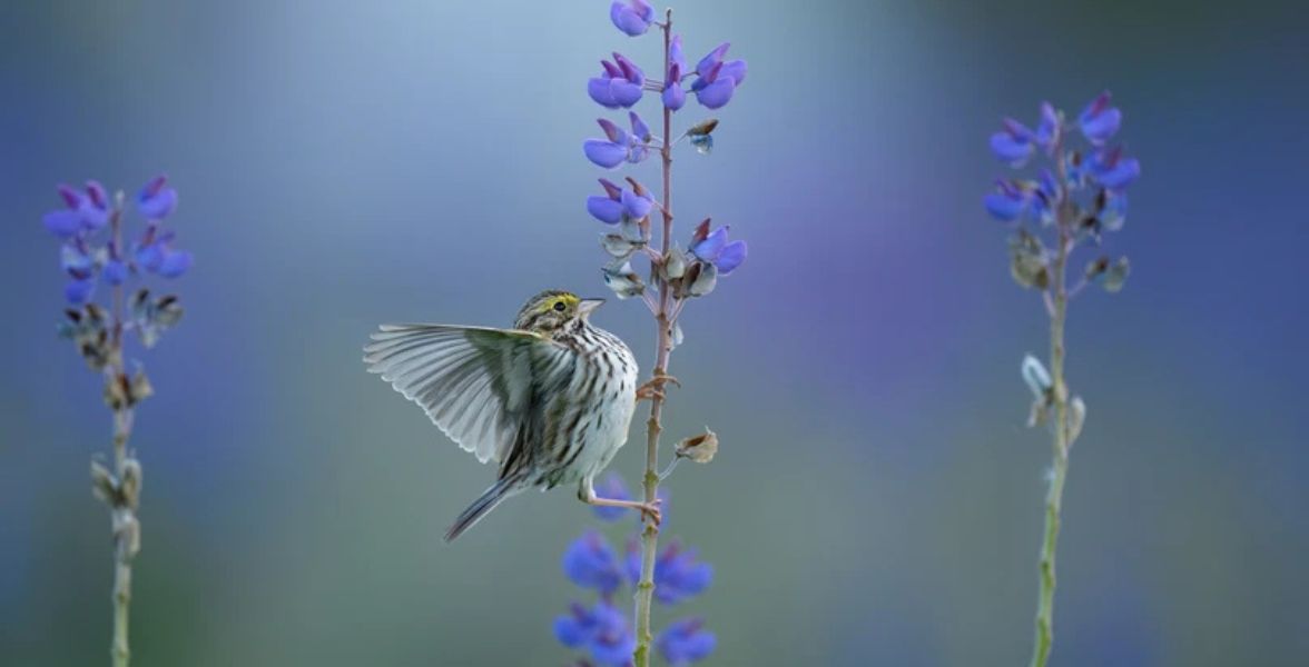 Savannah Sparrow