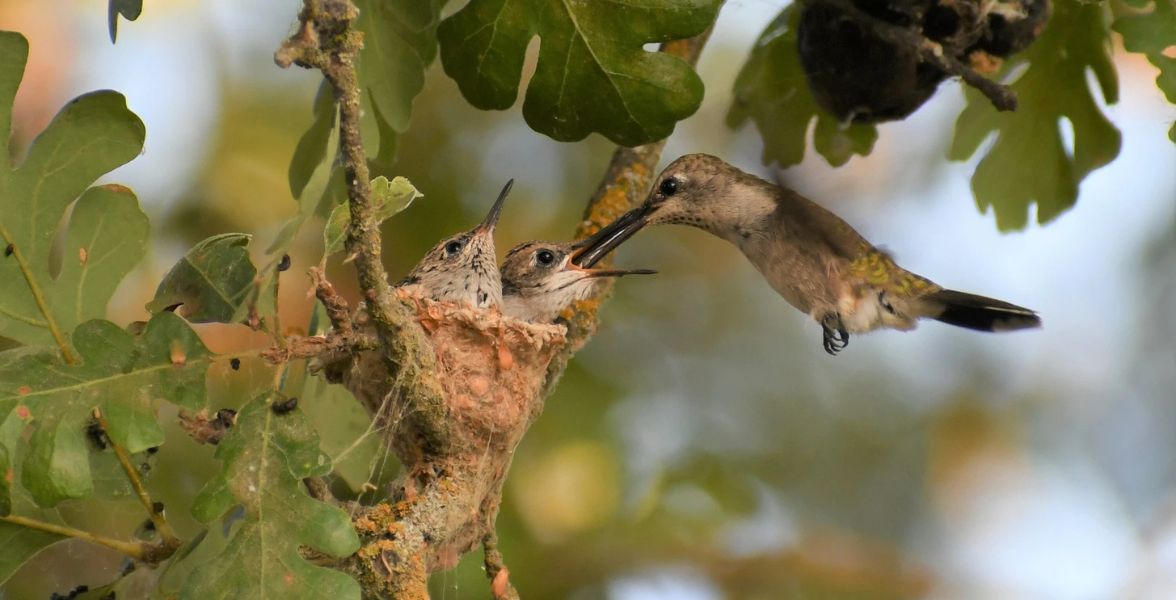 Black-chinned Hummingbirds